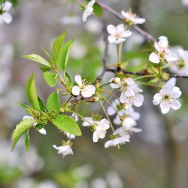 bahar beyaz çiçek mavi gökyüzü