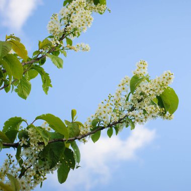 bulanık doğa arka plan üzerinde kiraz çiçekleri
