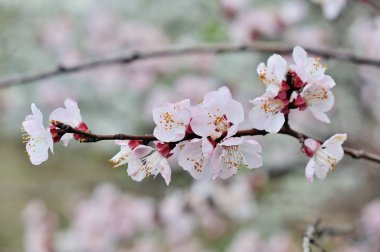 Mavi arka planlı bahar çiçekleri