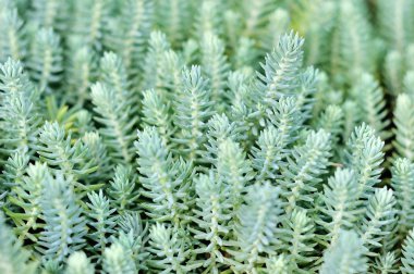 Yeşil çimen doğal arkaplan dokusu