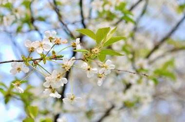 Doğanın arka planında çiçek ağacı