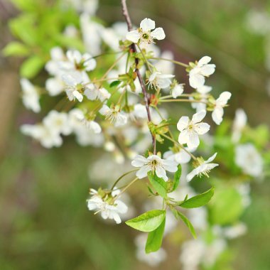 ağaç bahar çiçeği.