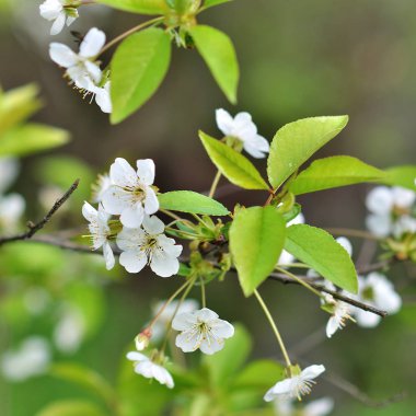 ağaç bahar çiçeği.
