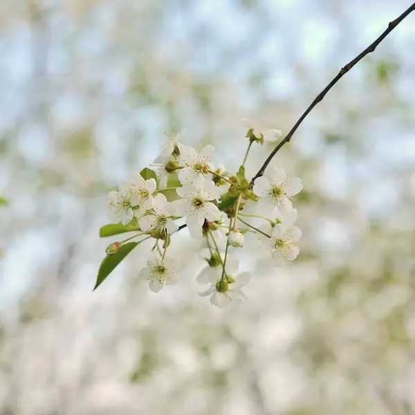 Bela closeup árvore florescente primavera — Fotografia de Stock