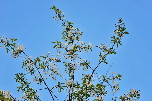 Vacker närbild våren blommande träd — Stockfoto