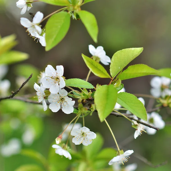 ağaç bahar çiçeği.