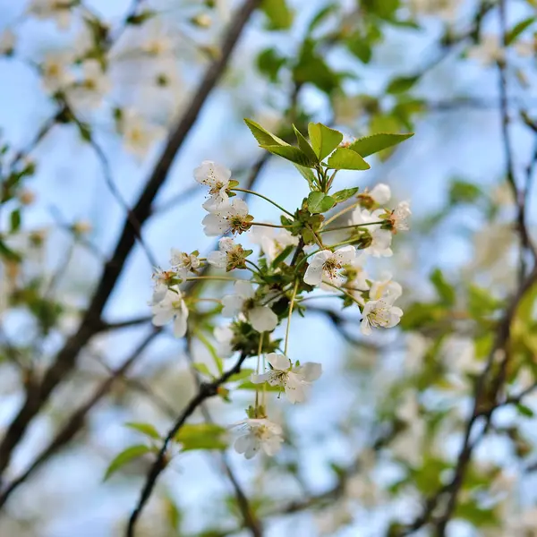 Mavi arka planlı bahar çiçekleri