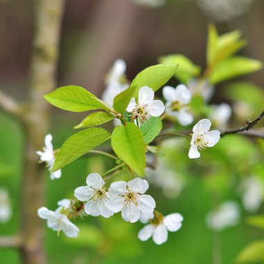 Bahar Çiçeği Arkaplanı