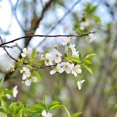 kiraz ağacının narin çiçekler,