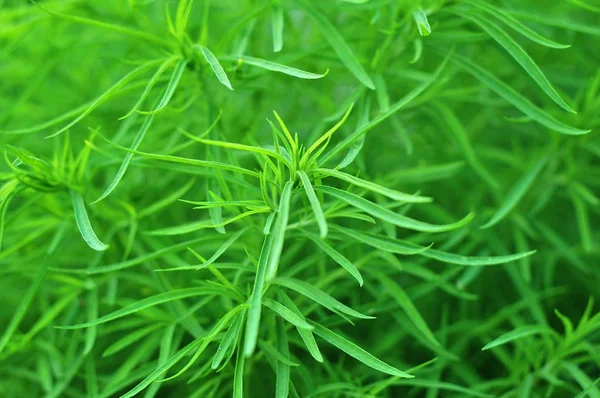 Imagen de hierba verde primavera fresca — Foto de Stock