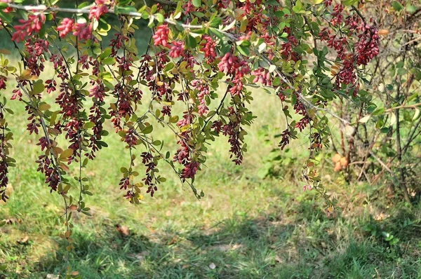 Fondo natural: bayas de grosella roja . — Foto de Stock