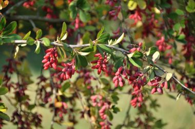 arka planı kırmızı kuş üzümü.