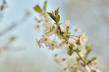 Yeni gelişen ağaç bahar