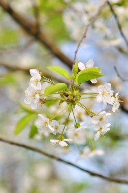 Yeni gelişen ağaç bahar