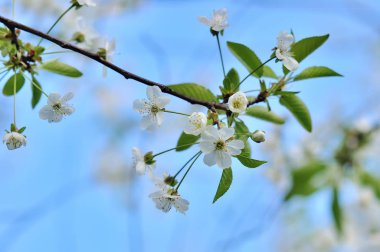 Bahar çiçek açması bir elma ağacı dalı