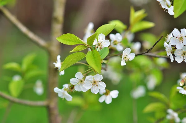 Bloeiende boom in het voorjaar van — Stockfoto