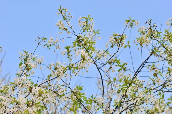 Árbol floreciente en primavera — Foto de Stock