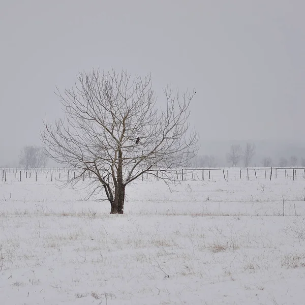 Γυμνό δέντρο στο χιόνι — Φωτογραφία Αρχείου