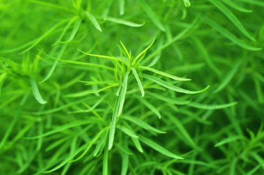 Yeşil Çimen Arkaplanı