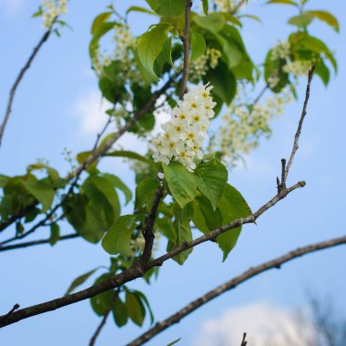 Kuş kirazının dalı