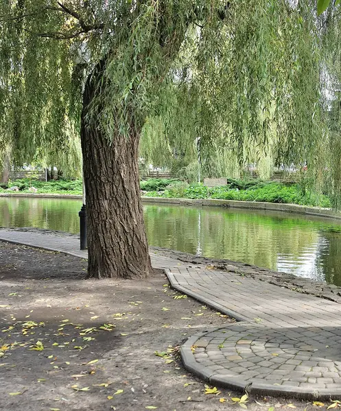 Het meer in het park. — Stockfoto