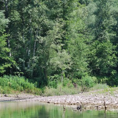 Güneşli bir günde yaz manzarası.