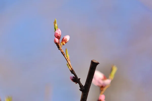 新鲜春天背景 — 图库照片