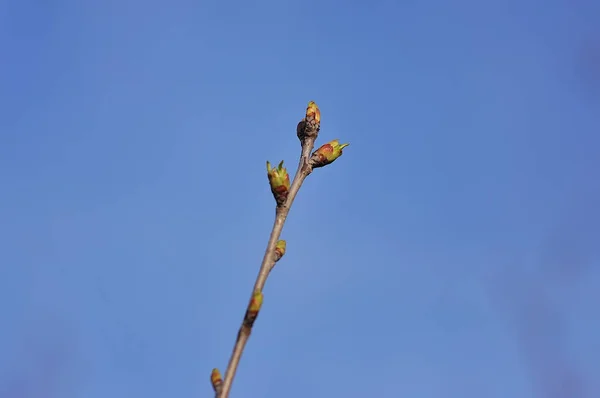 Flor de primavera: ramo de árvore de maçã — Fotografia de Stock