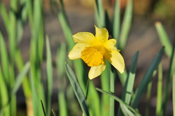 Gelbe Narzissenblüte — Stockfoto