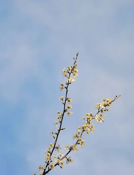 Flores de cereja brancas no sol de primavera — Fotografia de Stock