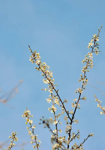 Cerezo floreciente y cielo azul — Foto de Stock