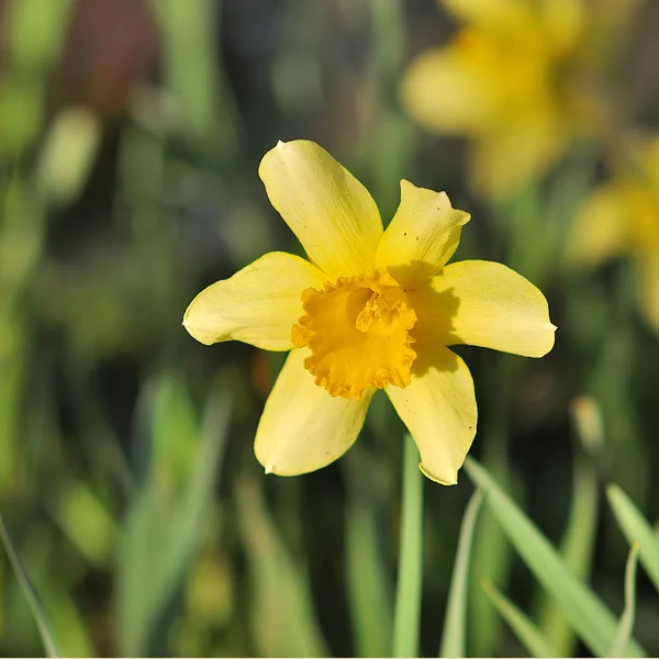 Gelbe Narzissen im Frühlingspark — Stockfoto