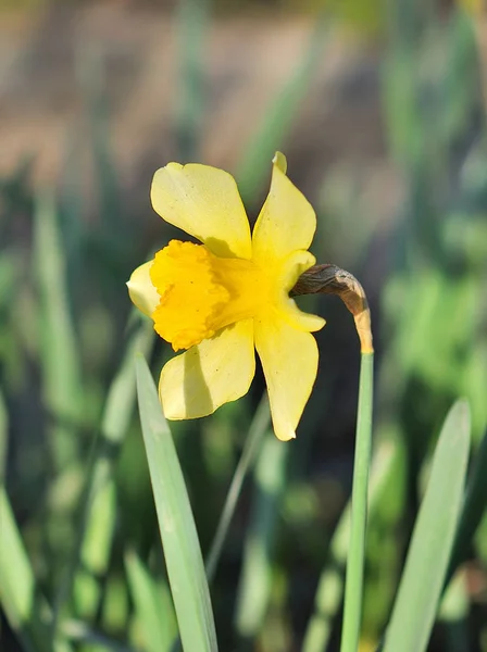 Gelbe Narzissen im Frühlingspark — Stockfoto