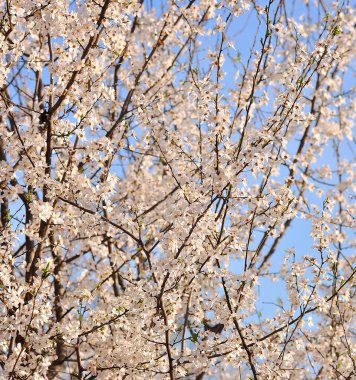 çiçek açması kiraz ve mavi gökyüzü