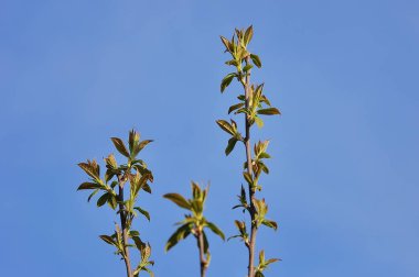 soyut güneşli güzel bahar arka plan