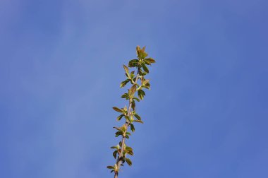 taze bahar arka plan