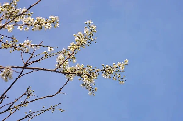 Cereja florescente e céu azul — Fotografia de Stock