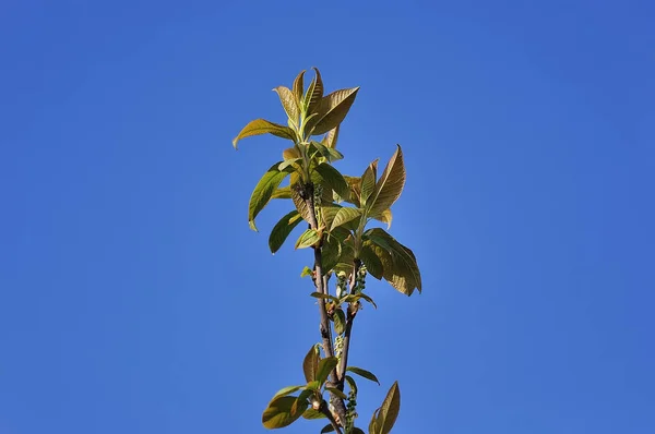 Rama de cereza pájaro — Foto de Stock