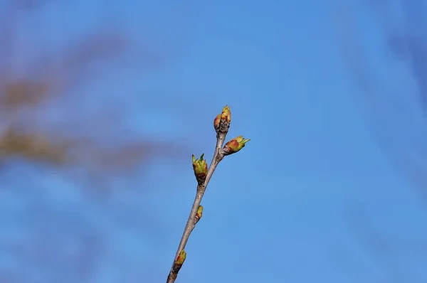 Tło wiosna świeży — Zdjęcie stockowe