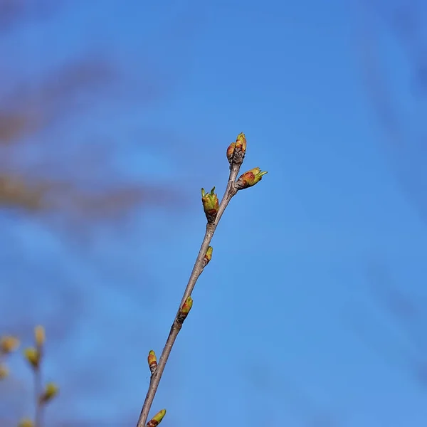 Flor de cerezo en primavera —  Fotos de Stock