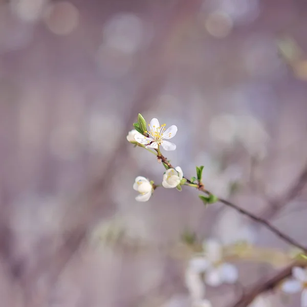 Blommande körsbär och blå himmel — Stockfoto