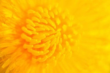 Sarı karahindiba çiçeği