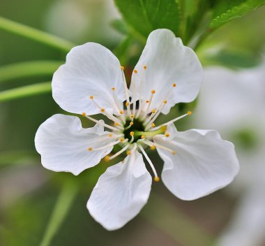 İlkbaharda güzel kiraz çiçekleri