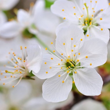 Bahar zamanı beyaz kiraz çiçekleri