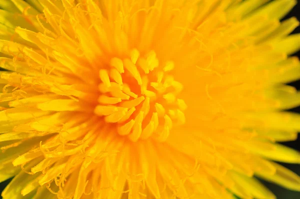 Amarelo dente de leão close-up — Fotografia de Stock