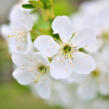 Bahar zamanı beyaz kiraz çiçekleri