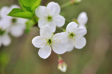 Şu yeni gelişen bir ağaç dalları.