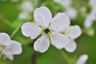 Şu yeni gelişen bir ağaç dalları.