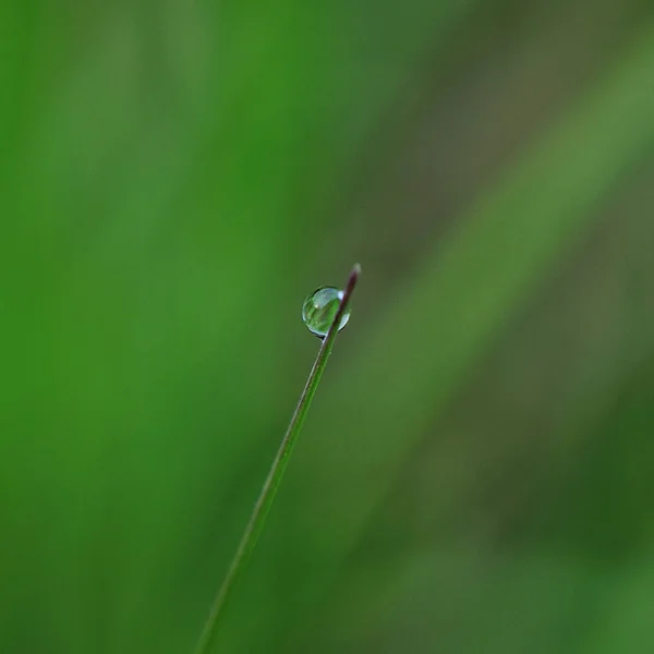 Frisches grünes Gras mit Wassertropfen — Stockfoto