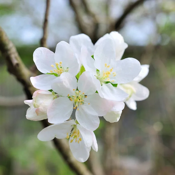 Ramo di fiori di melo — Foto Stock